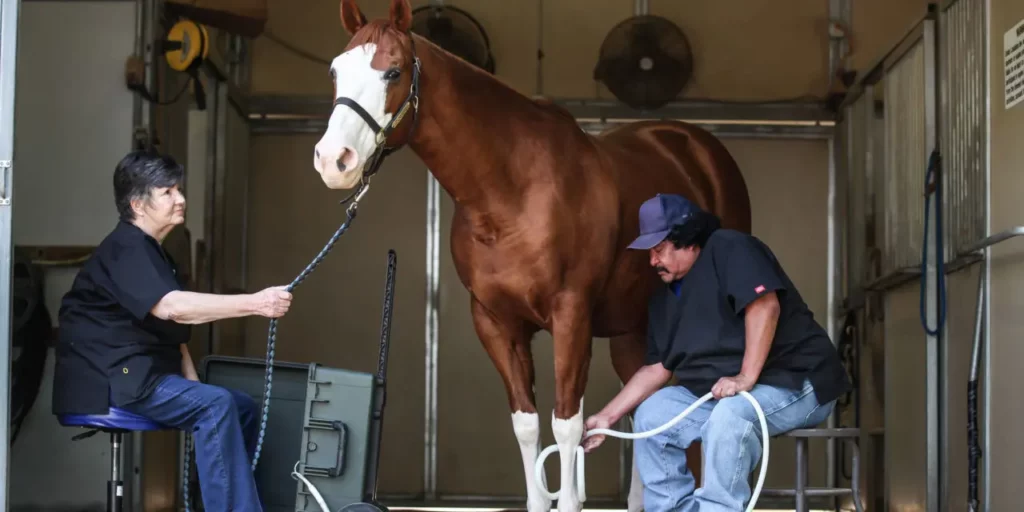 Man and women stand next to horse and apply PEMF Therapy