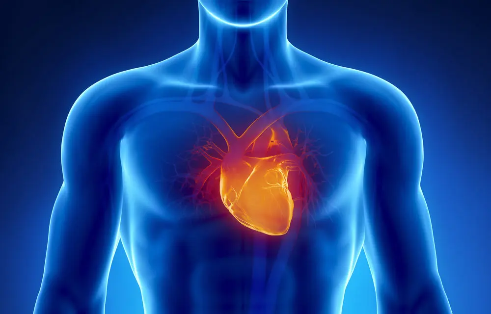 CGI of human body the the heart clearly illuminated