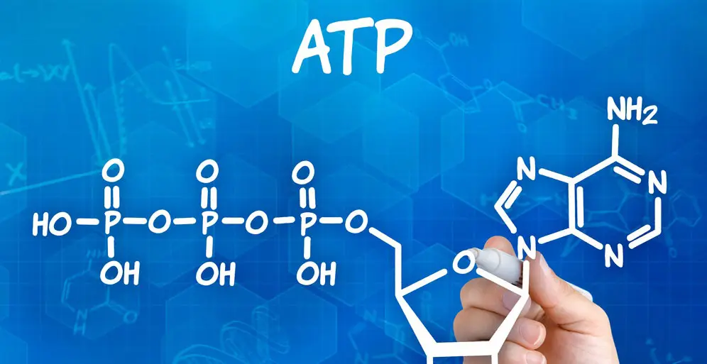 Pain | Inflammation | Adenosine | ATP | PEMFs